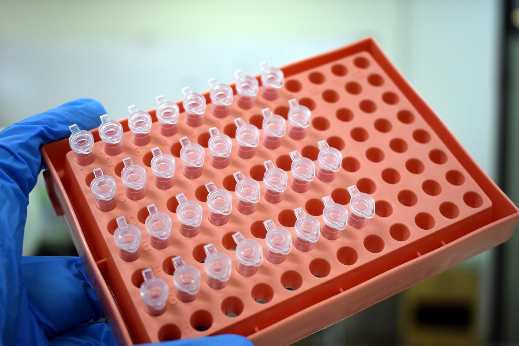 a gloved hand holding a tray of test tubes